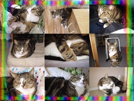 Mon cat